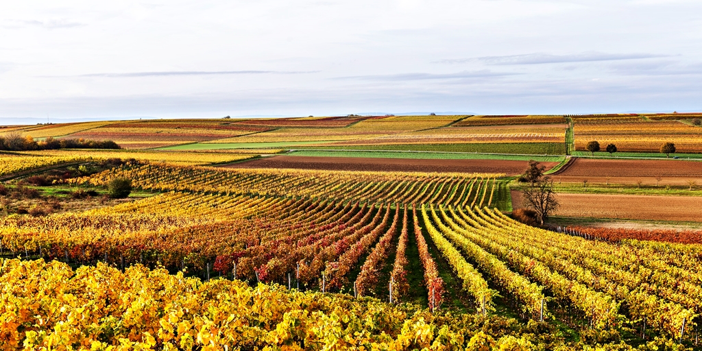 Weinberge Landschaft 1 quer längs min